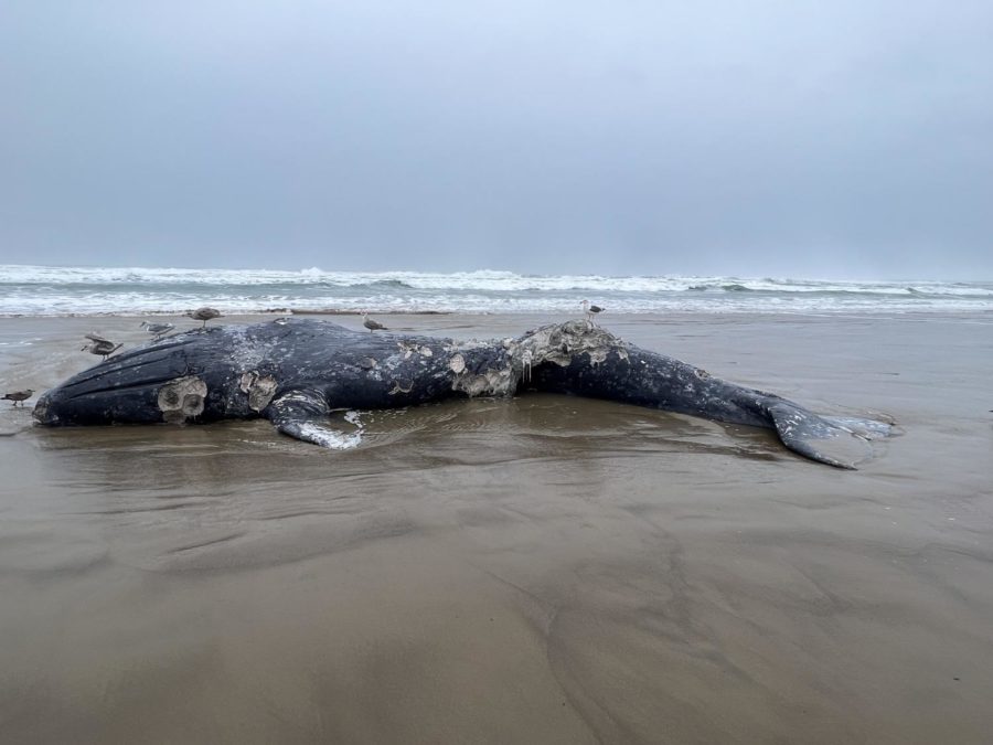 Multiple whales stranded on the Oregon Coast beaches
