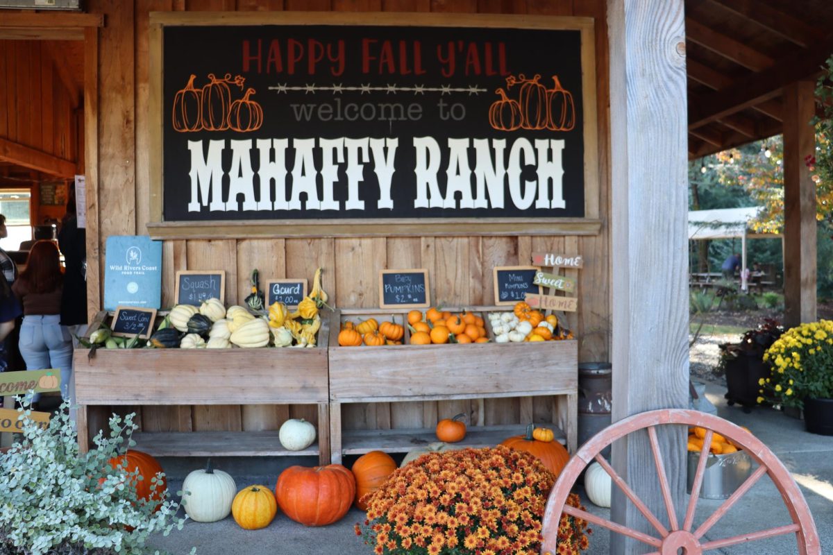 Pumpkin picking pleasures abound at Mahaffy ranch